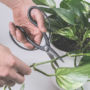 plant_product_accessories_4.2