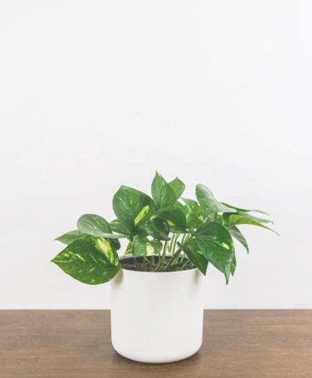 plant_product_indoor_3.1-1