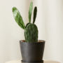 plant_product_outdoor_8