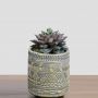 product_plants_3